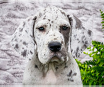 Small #1 Great Dane