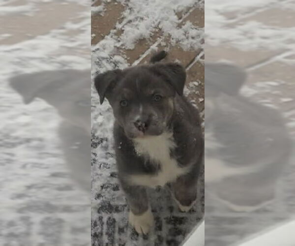 Medium Photo #3 Mutt Puppy For Sale in Plainfield, IL, USA