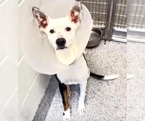 Medium Photo #2 Labrador Retriever-Unknown Mix Puppy For Sale in Houston, TX, USA