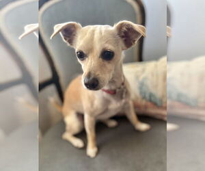 Chihuahua-Unknown Mix Dogs for adoption in Newport Beach, CA, USA