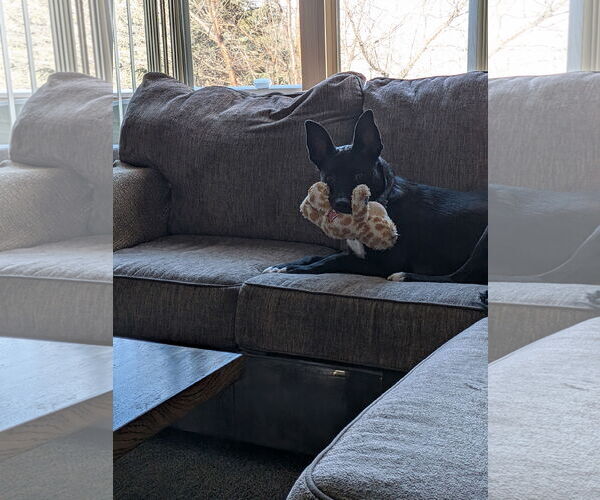 Medium Photo #11 Mutt Puppy For Sale in Minneapolis, MN, USA