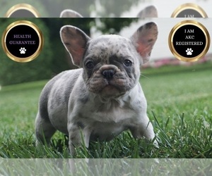 French Bulldog Litter for sale in WARSAW, IN, USA