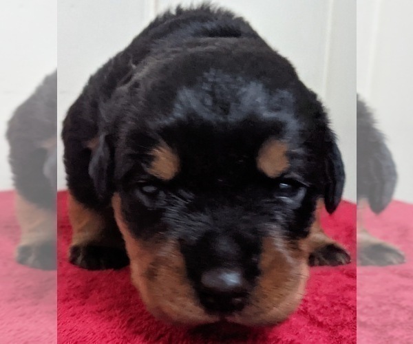 Medium Photo #5 Rottweiler Puppy For Sale in ROCKFORD, IL, USA