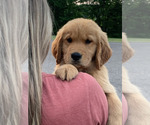 Small #1 Golden Retriever