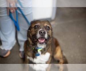 Mutt Dogs for adoption in Mountain Home, AR, USA