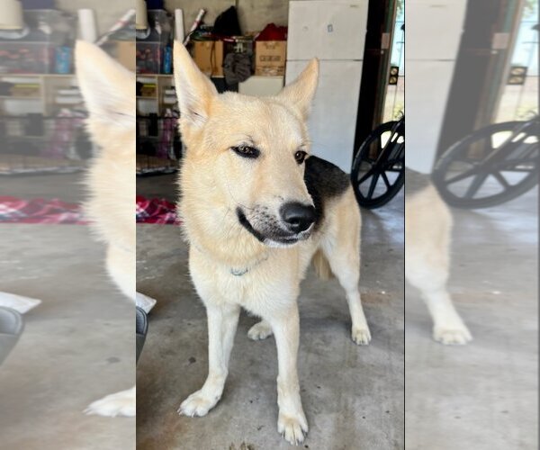 Medium Photo #7 Huskies -Unknown Mix Puppy For Sale in Dana Point, CA, USA