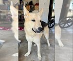 Small #6 Huskies  Mix