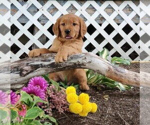 Golden Retriever Puppy for sale in FREDERICKSBG, OH, USA
