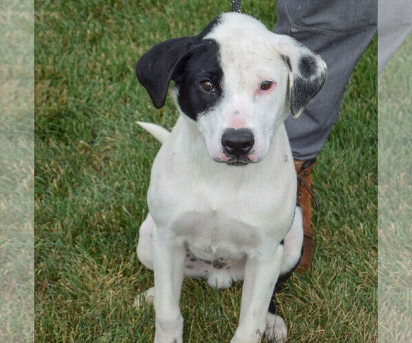 Medium Photo #4 American Staffordshire Terrier-Unknown Mix Puppy For Sale in Huntley, IL, USA