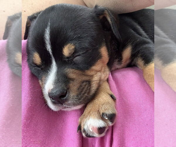 Medium Photo #4 Mutt Puppy For Sale in Elmsford, NY, USA