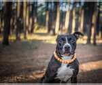 Small #18 American Pit Bull Terrier-Labrador Retriever Mix