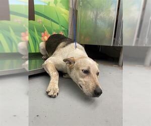 German Shepherd Dog-Unknown Mix Dogs for adoption in Waco, TX, USA