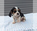 Small Photo #18 Basset Hound-Cavalier King Charles Spaniel Mix Puppy For Sale in DUNNVILLE, KY, USA
