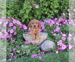 Small Photo #52 Golden Retriever Puppy For Sale in THORP, WI, USA