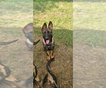Small Photo #10 German Shepherd Dog Puppy For Sale in SUGAR LAND, TX, USA