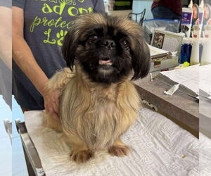 Pekingese Dogs for adoption in Benton, LA, USA