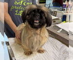 Small Pekingese