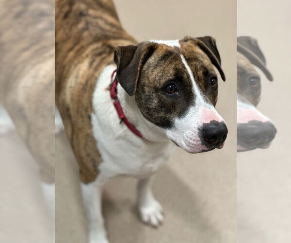 Medium Photo #7 Mutt Puppy For Sale in Elmsford, NY, USA
