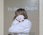 Small #10 Dogo Argentino