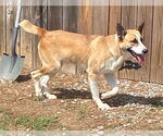 Small #2 Mutt