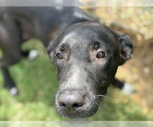 Labrador Retriever-Unknown Mix Dogs for adoption in Tulsa, OK, USA