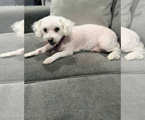Medium Photo #2 Poochon Puppy For Sale in Corona, CA, USA