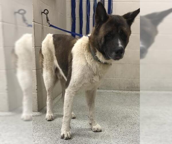 Medium Photo #1 Akita-Unknown Mix Puppy For Sale in Conroe, TX, USA