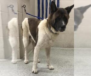 Akita-Unknown Mix Dogs for adoption in Conroe, TX, USA