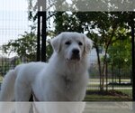 Small Photo #17 Great Pyrenees Puppy For Sale in Spring, TX, USA