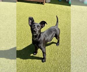 Labrador Retriever-Treeing Walker Coonhound Mix Dogs for adoption in Dedham, MA, USA