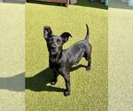 Small Labrador Retriever-Treeing Walker Coonhound Mix