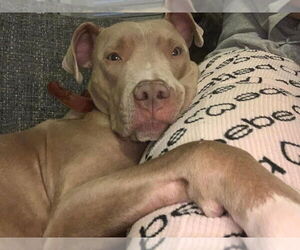 Riley AKA Harry - Male Staffordshire Bull Terrier-Unknown Mix Dog for Adoption - Photo #3