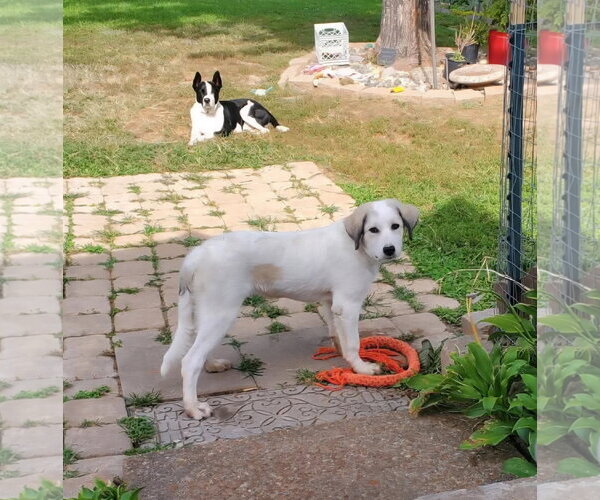 Medium Photo #1 Mutt Puppy For Sale in Fenton, MO, USA