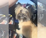 Small #2 Pomeranian Mix