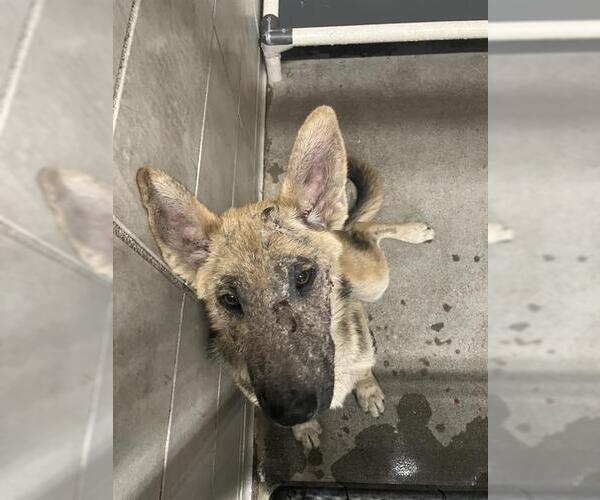 Medium Photo #1 German Shepherd Dog Puppy For Sale in Stockton, CA, USA