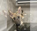 Small German Shepherd Dog