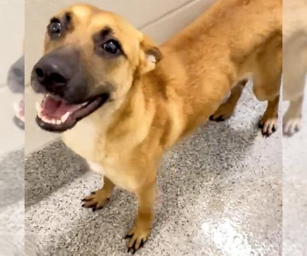 Medium Photo #2 German Shepherd Dog-Unknown Mix Puppy For Sale in Houston, TX, USA