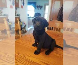 Labrador Retriever Puppy for sale in WATERTOWN, WI, USA