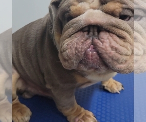 English Bulldog Puppy for sale in BRANDON, FL, USA