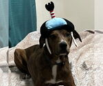 Small #1 American Pit Bull Terrier