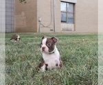 Small #5 Boston Terrier