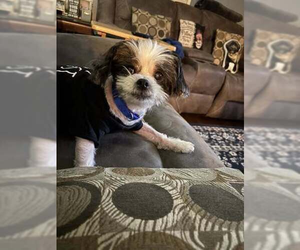 Medium Photo #21 Shih Tzu-Unknown Mix Puppy For Sale in New York, NY, USA