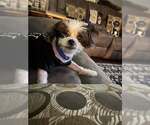 Small #20 Shih Tzu Mix
