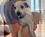 Small #1 Chihuahua Mix