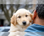 Small Photo #8 Golden Retriever Puppy For Sale in GRAND RAPIDS, MI, USA