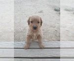 Small Photo #4 Golden Retriever Puppy For Sale in PIERCE, CO, USA