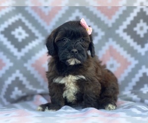 Poodle (Miniature)-Shorkie Tzu Mix Puppy for sale in LAKELAND, FL, USA