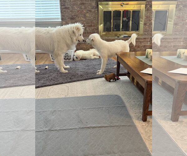 Medium Photo #5 Great Pyrenees Puppy For Sale in Houston, TX, USA