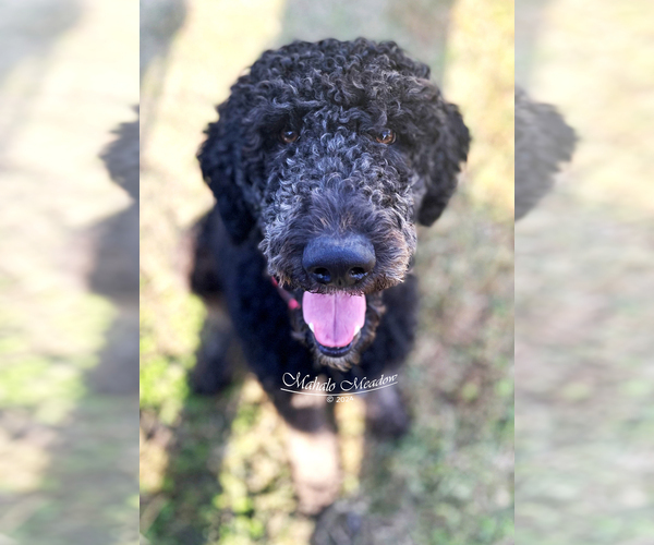 Medium Photo #1 Poodle (Standard) Puppy For Sale in SUFFOLK, VA, USA