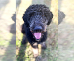 Small Photo #1 Poodle (Standard) Puppy For Sale in SUFFOLK, VA, USA